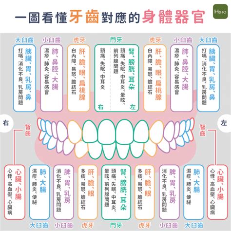 牙齒對應的身體器官